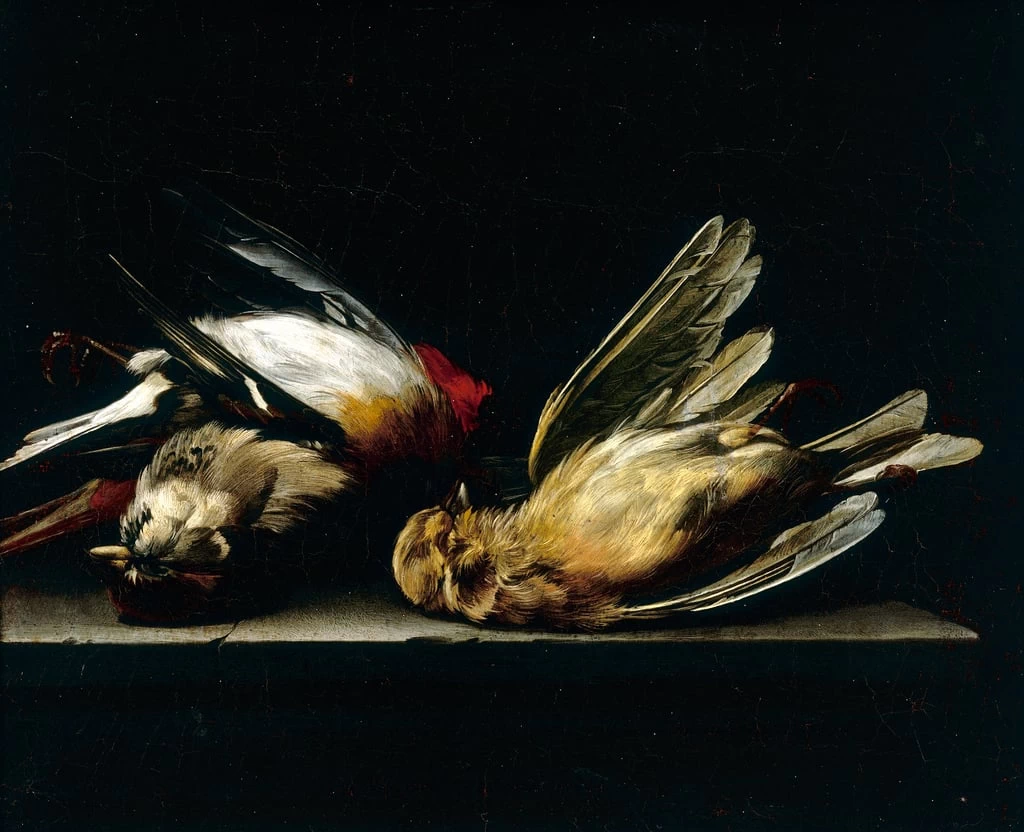 Uccelli morti - Museum of Still Life, deposits, Poggio a Caiano, Firenze